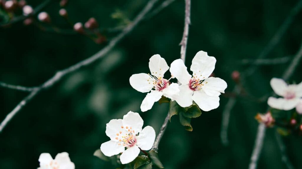 Konkretna taktyka dla polskich tworcow: jak znalezc i podejsc do nepalskich marek na SoundCloud, by zrobic wspolne wyzwania gameplayowe.