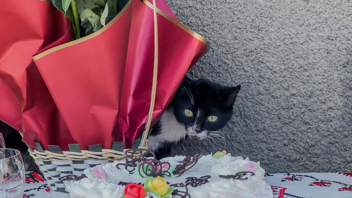 Polscy marketerzy: jak znaleźć twórców z ZEA i zdobyć viral
