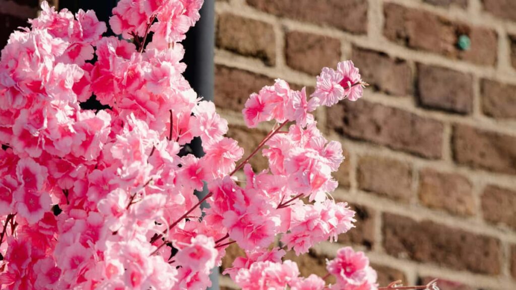 Praktyczny przewodnik dla polskich tworcow: jak znalezc egipskie marki na Hulu, zaproponowac follow-up content i zamienic fanow w lojalna spoecznosc.