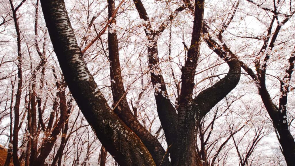 Praktyczny przewodnik dla tworcow z Polski jak znalezc, skontaktowac i wspopracowac z markami z Bosni i Hercegowiny na Rumble, by promowac ograniczone czasowo kody rabatowe.